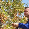 Campagnola Easy 80 Κονταροψάλιδo Μπαταρίας 860632