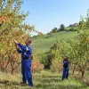 Campagnola Easy 150 Κονταροψάλιδo Μπαταρίας 860633